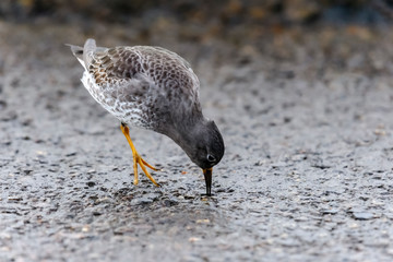 seagull on beach