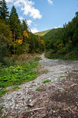 Skalna górska droga w lesie