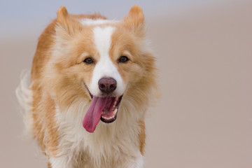 Australian red border collie with tongue out 
