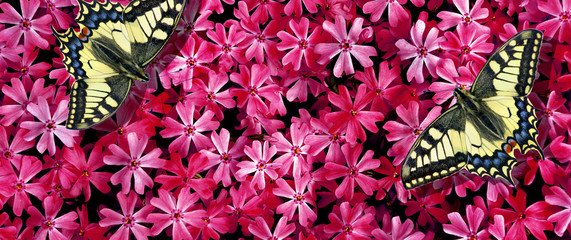 bright butterflies on pink flowers. Swallowtail butterflies on pink carnations. pink carnations...