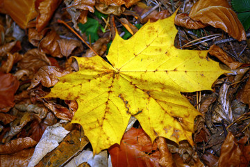 Autumn leaves on the ground