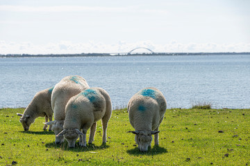 Schafe weiden am Meer
