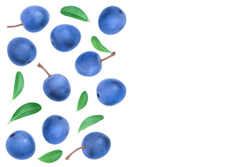 Blackthorn or Sloe berries with leaves isolated on white background with copy space for your text....