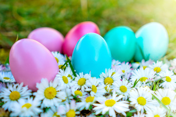 Easter eggs between a lot of common Daisy Bellis perennis flowers with sunshine