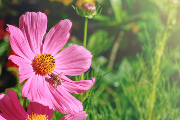 pink cosmos flower in the sun light morning garden