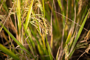 Paddy rice crop, Green rice plant growing up in farm at morning, a time to harvest. slow motion. nature concept.
