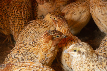 young quail fattening in cages on a quail farm.