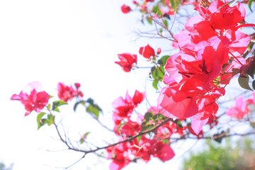 pink-red flowers on a white sky background