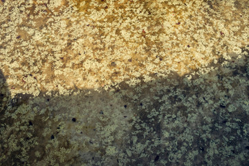 Textured background of a swampy water