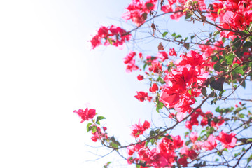Fototapeta premium pink-red flowers on a white sky background