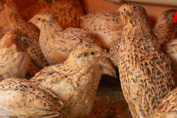 young quail fattening in cages on a quail farm.