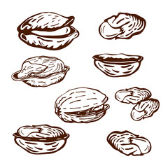 hand drawn pistachio nuts set isolated on white background. vector engraved nuts drawing, open pistachios and nutshell illustration in vintage style. healthy snack, beer appetizer.great for eco design