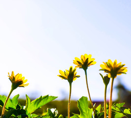 sunflower on background of blue sky