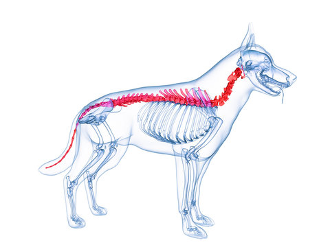 3d rendered medically accurate illustration of a dog spine