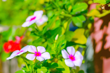 pink flowers in the garden