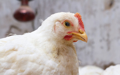 Indoor chicken farm, chicken feeding, broiler chicken feeding.