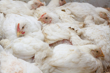 Indoor chicken farm, chicken feeding, broiler chicken feeding.