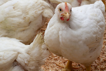 Indoor chicken farm, chicken feeding, broiler chicken feeding.