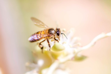 beautiful bee eat pollen on a white flower with blur background