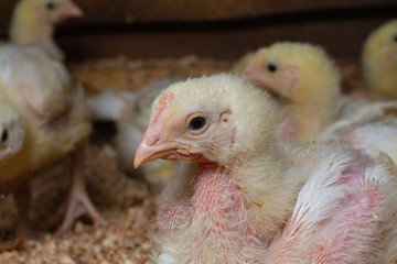 Indoor chicken farm, chicken feeding, broiler chicken feeding.