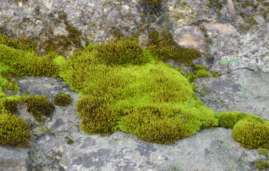 green moss on the wall