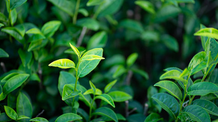 Tea leaves Fresh green In tea plantations in northern Thailand.