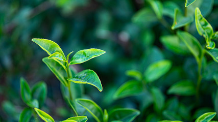 Tea leaves Fresh green In tea plantations in northern Thailand.