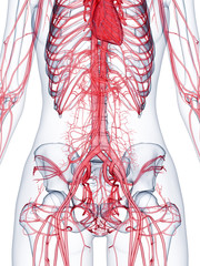 3d rendered medically accurate illustration of the vascular system of a healthy female