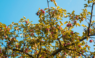 Branch of a apple tree in summer summer light