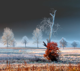 Jesienne Szrony  © Wojciech Lisiński