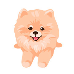 Pomeranian Spitz puppy isolated on white background.