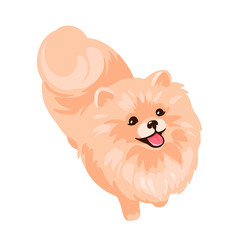 Pomeranian Spitz puppy isolated on white background.