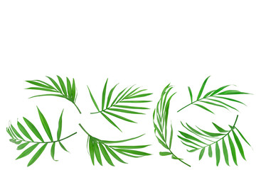 Green leaves of palm tree isolated on white background with copy space for your text. Clipping path