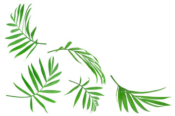 Green leaves of palm tree isolated on white background with copy space for your text. Clipping path