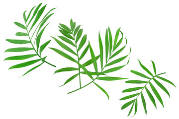 Green leaves of palm tree isolated on white background with clipping path