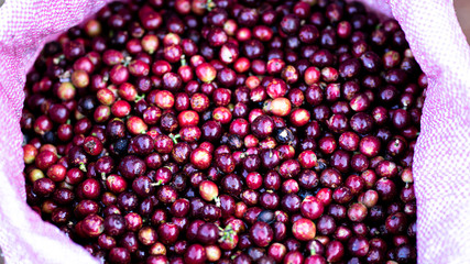 A lot raw coffee beans or cherries color Red, orange, brown