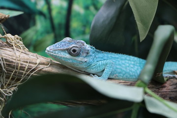 Iguana is sitting on a tree branch.