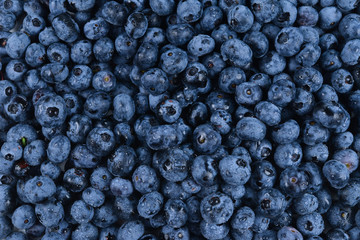 Fresh blueberry background. Texture blueberry berries close up.