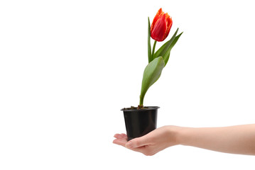Tulip in a pot in woman hands isolated on white.