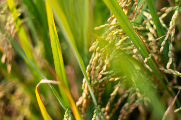 Paddy rice crop, Green rice plant growing up in farm at morning, a time to harvest. slow motion. nature concept.