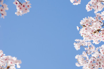 満開の桜