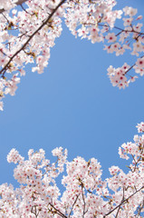 満開の桜