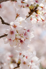 満開の桜