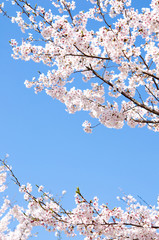 満開の桜