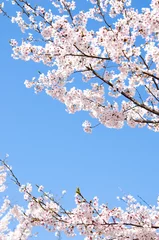 Foto op Canvas 満開の桜 © aki