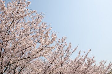 満開の桜