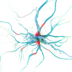 3d rendered illustration of a human nerve cell