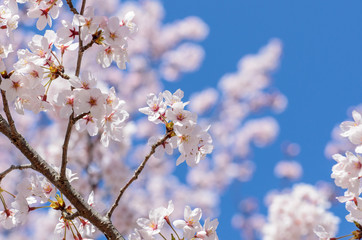 Obraz premium 満開の桜