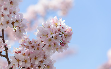 満開の桜