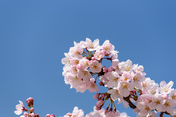 満開の桜